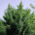 Tropical Mix Cannabisblüte – gewachsen aus Regulaere Hanfsamen von Ace Seeds