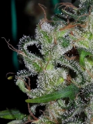 Zamaldelica Cannabisblüte – gewachsen aus Feminisierte Hanfsamen von Ace Seeds