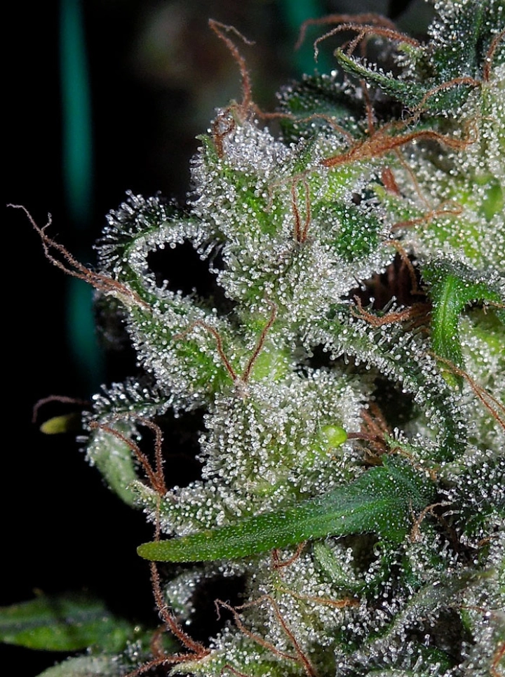 Zamaldelica – Ace Seeds – Regulär