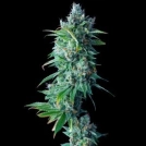 24K GOLD (Formerly known as Kosher Tangie) Cannabisblüte – gewachsen aus Feminisierte Hanfsamen von DNA Genetics
