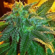 Alien OG Cannabisblüte – gewachsen aus Feminisierte Hanfsamen von Z Retired