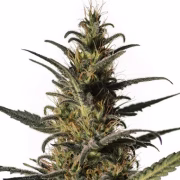 Candida (CD-1) Cannabisblüte – gewachsen aus Feminisierte Hanfsamen von Tyrol Seeds