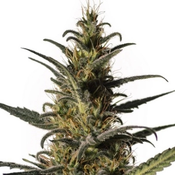 Candida (CD-1) Cannabisblüte – gewachsen aus Feminisierte Hanfsamen von Tyrol Seeds