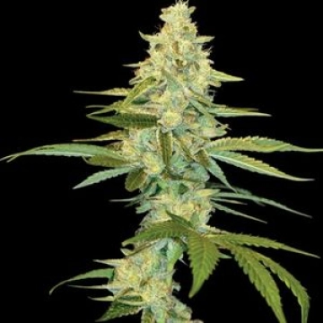 Cannalope Kush Cannabisblüte – gewachsen aus Feminisierte Hanfsamen von DNA Genetics