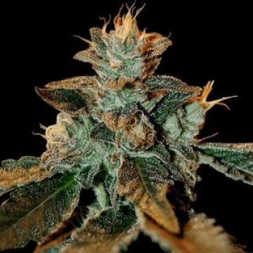 Cataract Kush Cannabisblüte – gewachsen aus Feminisierte Hanfsamen von DNA Genetics