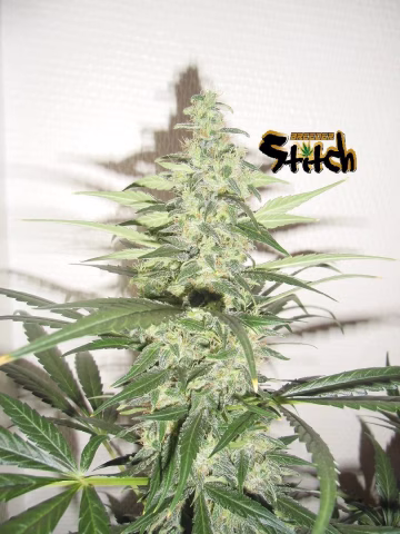 Diesel Haze Autoflowering Cannabisblüte – gewachsen aus Automatic Hanfsamen von Z Retired
