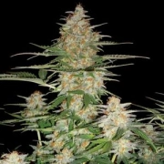 DNA Genetics 60 Day Wonder Cannabisblüte – gewachsen aus Automatic Hanfsamen von DNA Genetics