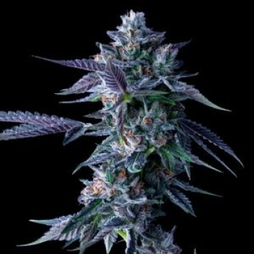 DNA Genetics Chocolope Cannabisblüte – gewachsen aus Feminisierte Hanfsamen von DNA Genetics