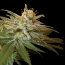 DNA Genetics Kushberry Cannabisblüte – gewachsen aus Feminisierte Hanfsamen von DNA Genetics