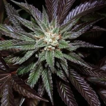 DNA Genetics LA Confidential Cannabisblüte – gewachsen aus Feminisierte Hanfsamen von DNA Genetics