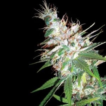 DNA Genetics LA Woman Cannabisblüte – gewachsen aus Feminisierte Hanfsamen von DNA Genetics