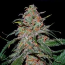 DNA Genetics Lemon Skunk Cannabisblüte – gewachsen aus Feminisierte Hanfsamen von DNA Genetics