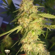 DNA Genetics ReCon Cannabisblüte – gewachsen aus Feminisierte Hanfsamen von DNA Genetics