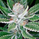 DNA Genetics Sleestack Cannabisblüte – gewachsen aus Feminisierte Hanfsamen von DNA Genetics