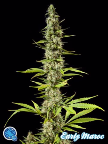 Early Maroc Cannabisblüte – gewachsen aus Feminisierte Hanfsamen von Z Retired