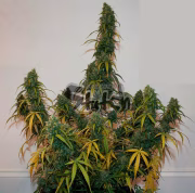 Formula One Autoflowering Cannabisblüte – gewachsen aus Automatic Hanfsamen von Z Retired