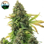 Girl Scout Cookies – Cali Weed – Feminisiert – Produktansicht 2