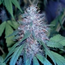 Grape Kush Cannabisblüte – gewachsen aus Feminisierte Hanfsamen von Cali Weed