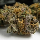 Grape OG Cannabisblüte – gewachsen aus Feminisierte Hanfsamen von Cali Weed