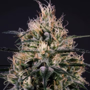 Green Doctor (GD-1) Cannabisblüte – gewachsen aus Feminisierte Hanfsamen von Z Retired