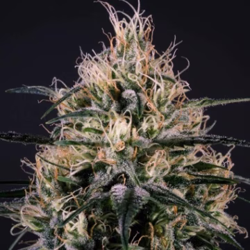 Green Doctor (GD-1) Cannabisblüte – gewachsen aus Feminisierte Hanfsamen von Z Retired