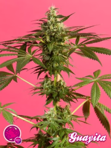 Guava Berry Kush Cannabisblüte – gewachsen aus Feminisierte Hanfsamen von Z Retired