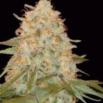 LA Chocolat Cannabisblüte – gewachsen aus Feminisierte Hanfsamen von Z Retired