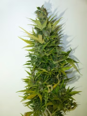 Lemon Haze Autoflowering Cannabisblüte – gewachsen aus Automatic Hanfsamen von Z Retired