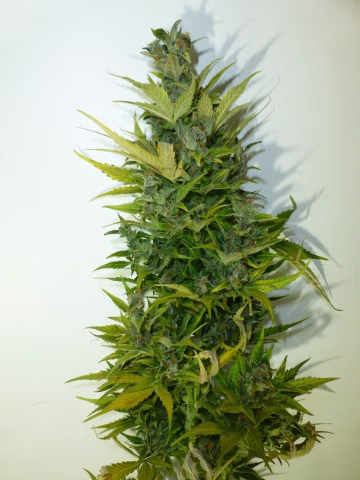 Lemon Haze Autoflowering Cannabisblüte – gewachsen aus Automatic Hanfsamen von Z Retired