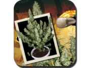 Magnum Auto Cannabisblüte – gewachsen aus Automatic Hanfsamen von Big Buddha Seeds