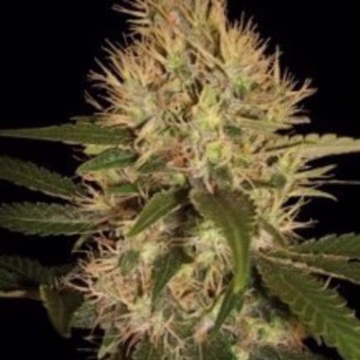 Martian Mean Green Cannabisblüte – gewachsen aus Feminisierte Hanfsamen von Z Retired