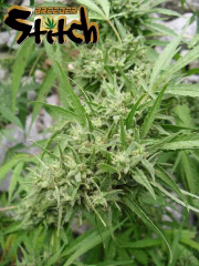 Muay Thai Super Auto Cannabisblüte – gewachsen aus Automatic Hanfsamen von Z Retired