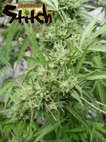 Muay Thai Super Auto Cannabisblüte – gewachsen aus Automatic Hanfsamen von Z Retired