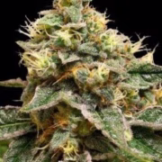 OG LA Affie Cannabisblüte – gewachsen aus Feminisierte Hanfsamen von Z Retired