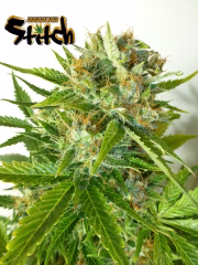 Onyx Autoflowering Cannabisblüte – gewachsen aus Automatic Hanfsamen von Z Retired