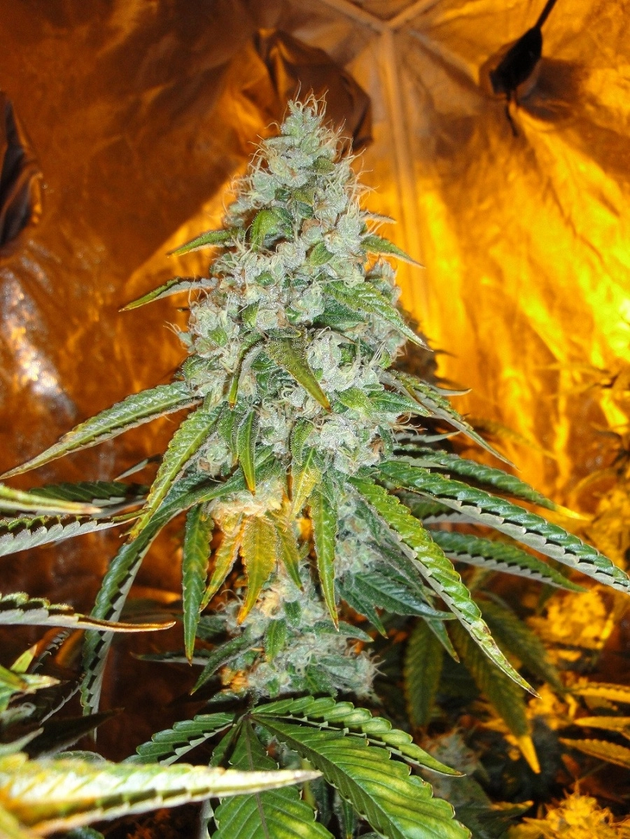 Original Sour Diesel – Cali Weed – Regulär