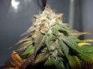 Pre 98 Bubba BX2 Cannabisblüte – gewachsen aus Feminisierte Hanfsamen von Cali Weed