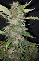 Purple Crack Cannabisblüte – gewachsen aus Feminisierte Hanfsamen von Cali Weed