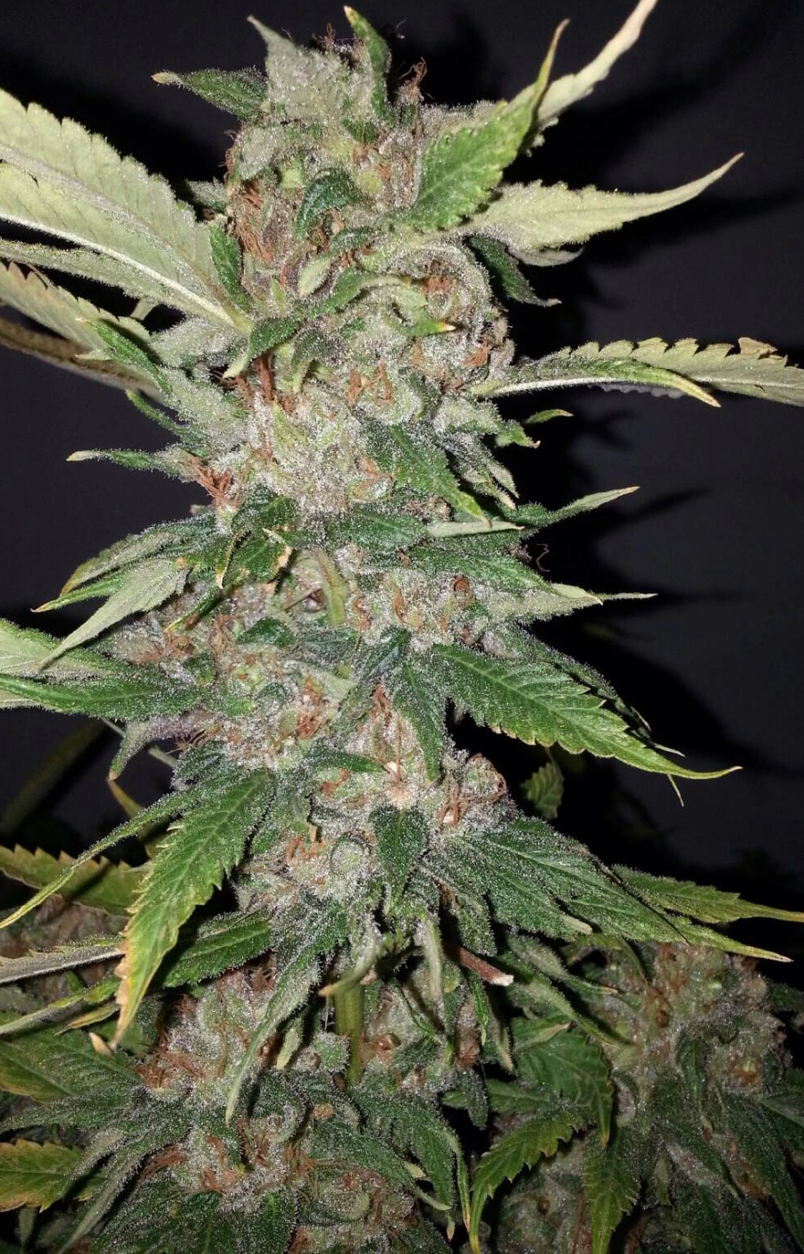 Purple Crack – Cali Weed – Feminisiert