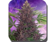 Purple Kush Auto Cannabisblüte – gewachsen aus Automatic Hanfsamen von Big Buddha Seeds