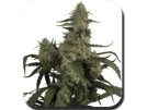Quasar Cannabisblüte – gewachsen aus Automatic Hanfsamen von Big Buddha Seeds