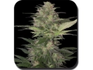 Red Dwarf Auto Cannabisblüte – gewachsen aus Automatic Hanfsamen von Big Buddha Seeds