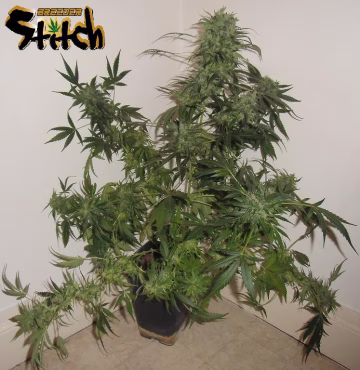 Russian Haze Autoflowering Cannabisblüte – gewachsen aus Automatic Hanfsamen von Z Retired