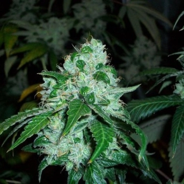 SFV OG Kush Cannabisblüte – gewachsen aus Feminisierte Hanfsamen von DinaFem Seeds
