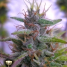 Sharksbreath Feminisiert Cannabisblüte – gewachsen aus Feminisierte Hanfsamen von DNA Genetics