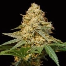 Silver LA Cannabisblüte – gewachsen aus Feminisierte Hanfsamen von DNA Genetics