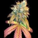 Sour Secret Cannabisblüte – gewachsen aus Feminisierte Hanfsamen von DNA Genetics