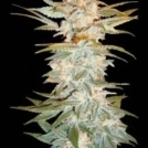 Stacked Kush Cannabisblüte – gewachsen aus Feminisierte Hanfsamen von DNA Genetics