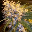 Super Cannalope Feminisiert Cannabisblüte – gewachsen aus Feminisierte Hanfsamen von DNA Genetics
