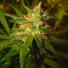 Sweet Haze Feminisiert Cannabisblüte – gewachsen aus Feminisierte Hanfsamen von DNA Genetics